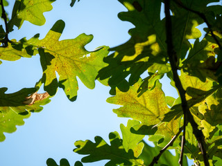 Green oak leaves on a branch in the sunlight. Oak leaves closeup.