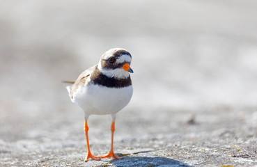 Common ringed plover bird (latin: Charadrius hiaticula) in morning light walking on a rock