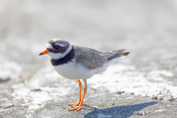 Common ringed plover bird (latin: Charadrius hiaticula) in morning light walking on a rock