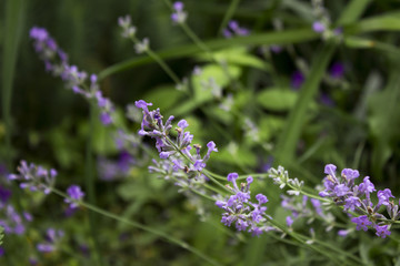 Flowering Lavender in the garden, fragrant blue flowers background