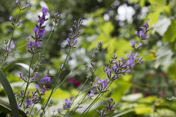 Flowering Lavender in the garden, fragrant blue flowers background