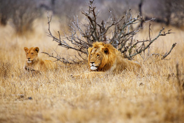 The Southern lion (Panthera leo melanochaita) also as the East-Southern African lion or Eastern-Southern African lion or Panthera leo kruegeri. Big male and his son lying in dry yellow grass.
