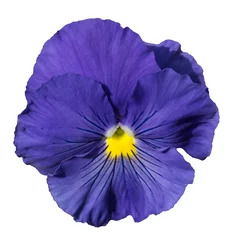 Fotobehang Viooltje Blue pansy flower isolated on white background  © wasnoch