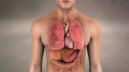 Cardiopulmonary System heart lungs