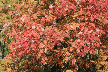 Red foliage of rowan or Sorbus aucuparia