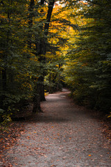 Trails  in the forest during the Fall