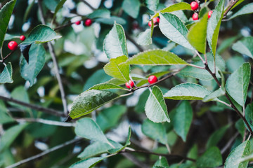 leaves and red berries