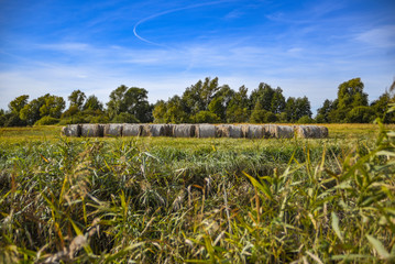 Obraz premium Rural landscape, stacks of hay in the field.