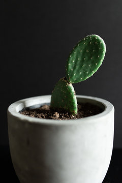  plant in pot
