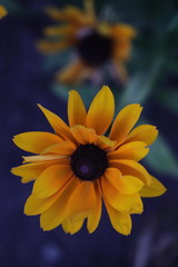 yellow flower on blue background