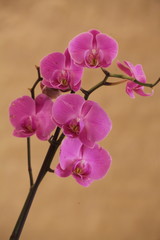Fototapeta na wymiar pink orchid on a background