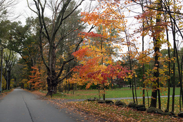 Naklejka premium Autumn forest