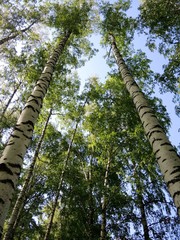 Treetops in the blue sky