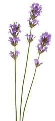 Obraz na płótnie Canvas Flowers of violet lavender, isolated on white background