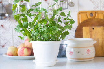 Pot of mint in kitchen
