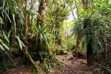 Im Regenwald von La Reunion