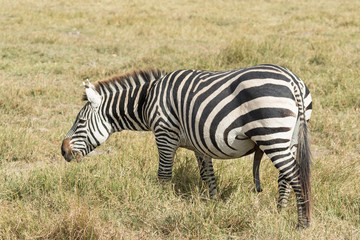 Fototapeta na wymiar Zebra eating in tanzania