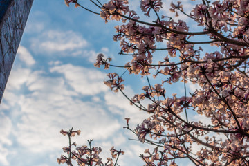 Primavera rosada