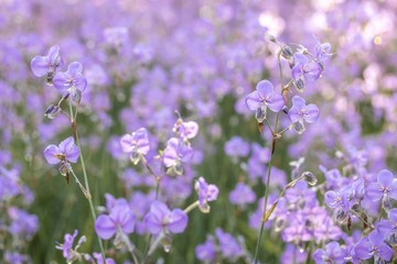 Beautiful sweet purple flowers, Murdannia giganteum is a small wildflowers with dew drop on blurry flowers field background in Thailand, shallow DOF and Selective focus. 