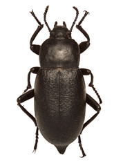 Churchyard Beetle on white Background  -  Blaps mortisaga (Linnaeus, 1758)