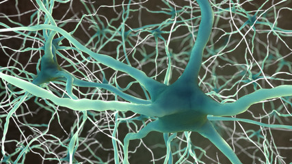 Neuron Brain Nerve Cells