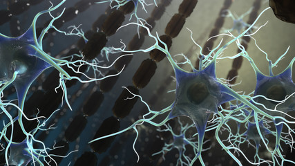Neuron Brain Nerve Cells