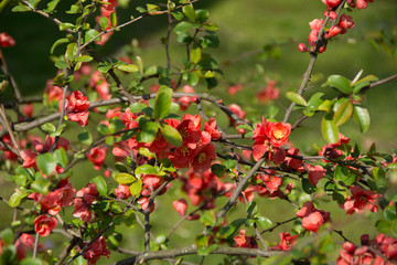 Rote Bl&uuml;tenpracht