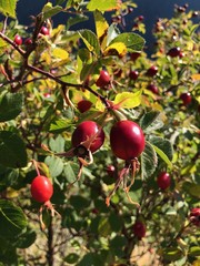 rosa canina bacche frutto infusi tè tisana
