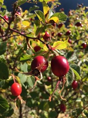 rosa canina bacche frutto infusi tè tisana