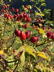 rosa canina bacche frutto infusi tè tisana