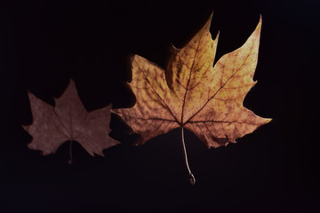 Otoño hoja de platanero en fondo negro