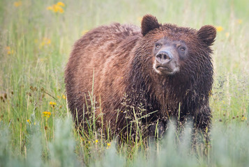 Grizzly bear family