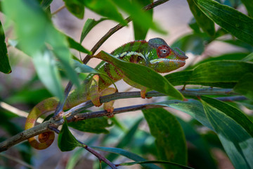A colourful chameleon resting on a branch by the side of the road in Madagascar.