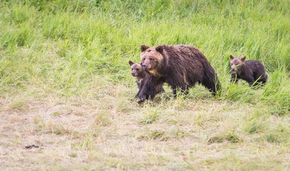 Fototapeta premium Grizzly bear family