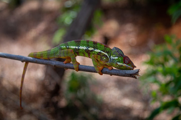 A colourful chameleon resting on a branch by the side of the road in Madagascar.