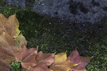Maple Leaves On Moss Covered Rock