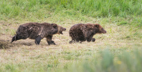 Grizzly bear family