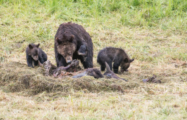 Obraz na płótnie Canvas Grizzly bear family