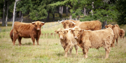 Toro, vaca y terneros de las Tierras Altas de Escocia