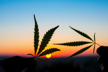 Cannabis leaf against the sky. Hand holding marijuana leaf on the background of the sunset sky with...