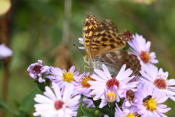 The butterfly is busy consuming the nectar of asters ..