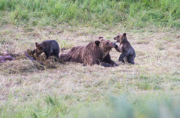 Grizzly bear family