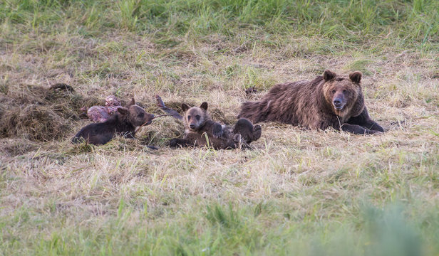 Grizzly bear family © Jillian