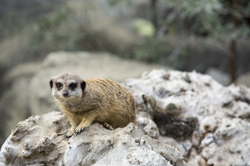 surykatka 3 © Angela