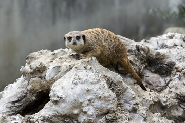 surykatka 2 © Angela