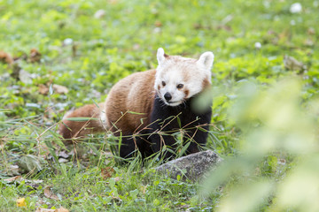 Panda czerwona - obrazy, fototapety, plakaty