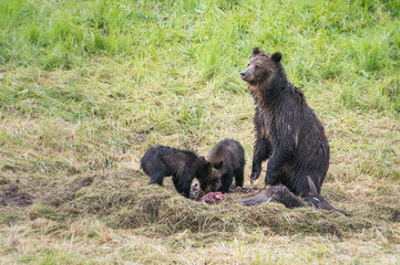 Grizzly bear family