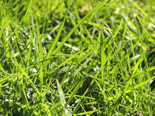 green grass with water drops