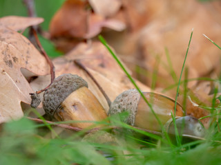 Dry acorn in the grass. Dry acorn closeup. Autumn acorn on the dry oak leaves.
