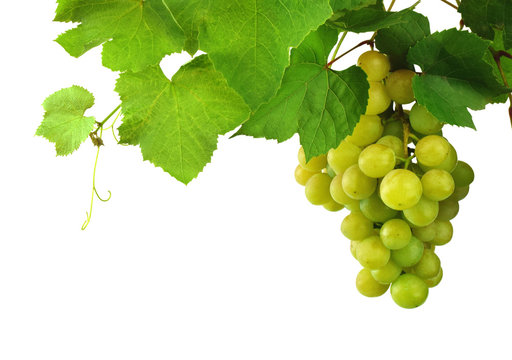 bunch of fresh grapes and leaves . Isolated on white background without shadow. Close-up.